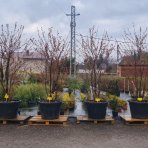 Okrasná jabloň (Malus) ´COCCINELLA´ - výška 260-290 cm, kont. C180L - VIACKMENNÁ